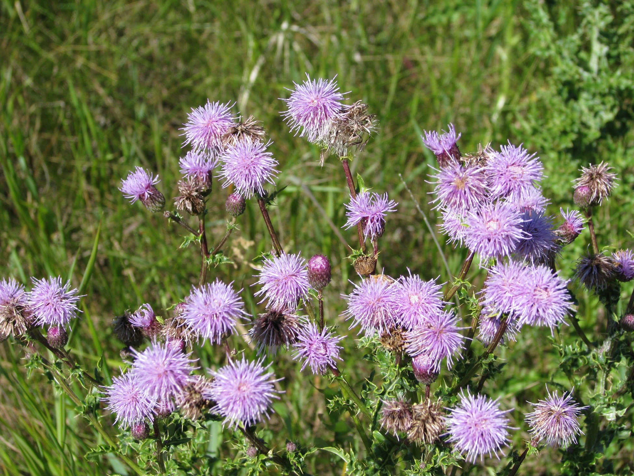 Rocky View County warns landowners about persistent Canada thistle ...
