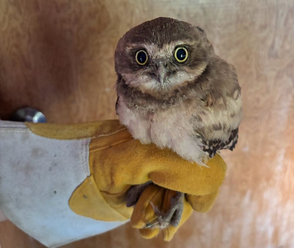 Guardian dog helps rescue young burrowing owl in southeast Saskatchewan