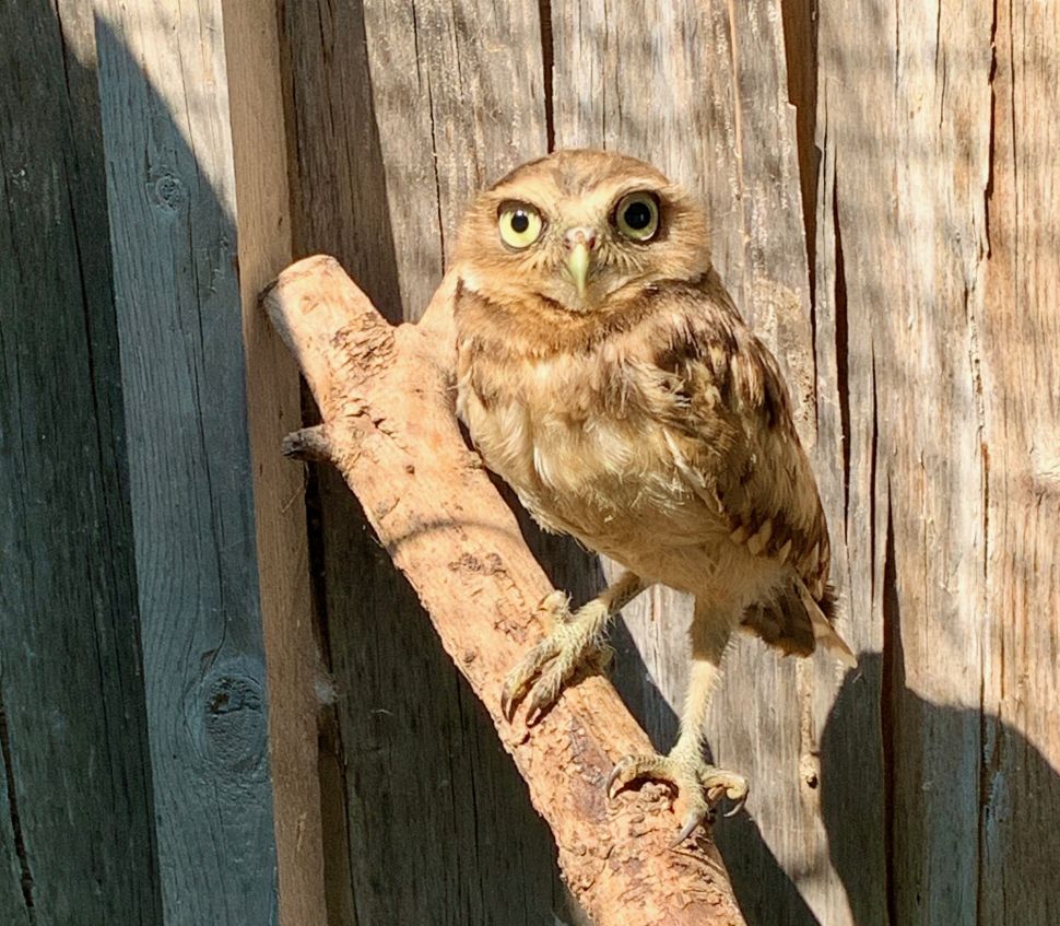 Burrowing owl returns to southeast Saskatchewan after remarkable rescue