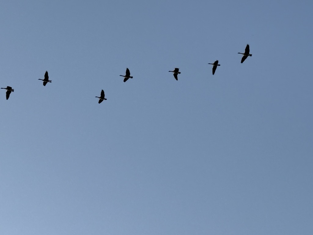 Migration England Southwest Sask. observing massive fall migration - SwiftCurrentOnline ...