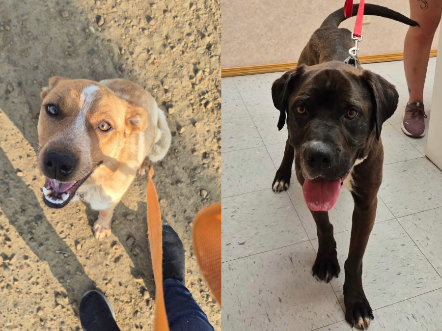 Community support fuels recovery for abandoned dogs