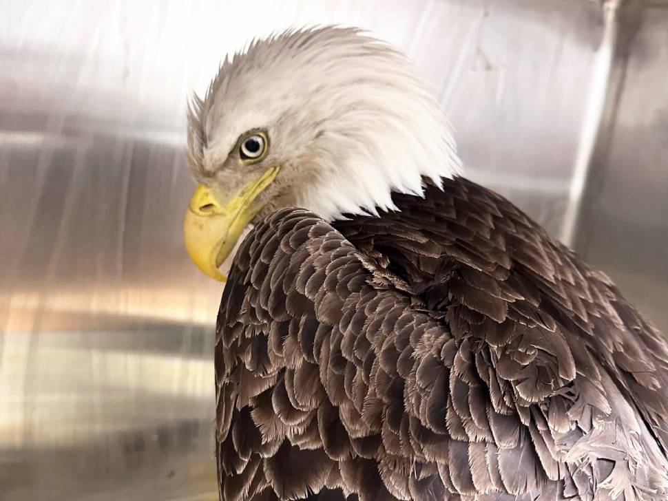 Wildlife Haven invites community behind the scenes