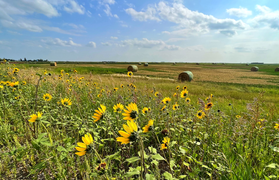 Discoverweyburn reporting image