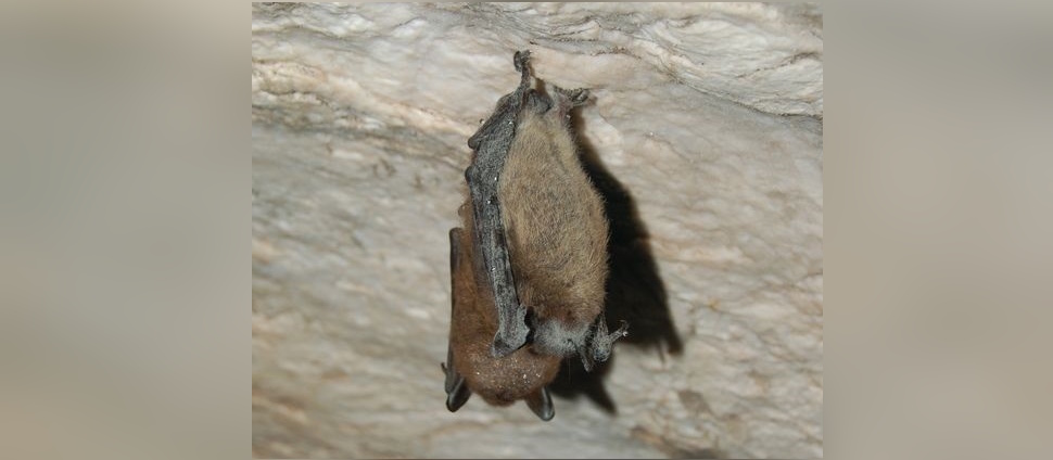 Rabies concerns rise as Saskatchewan sees increase in bat exposures ...