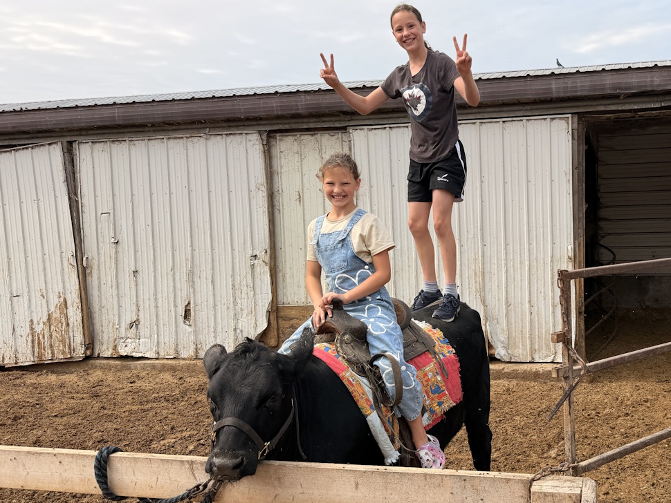 Sisters find fun in training a cow on their family farm