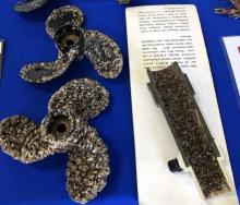 Province ramps up AIS response after zebra mussel larvae found in two Manitoba lakes