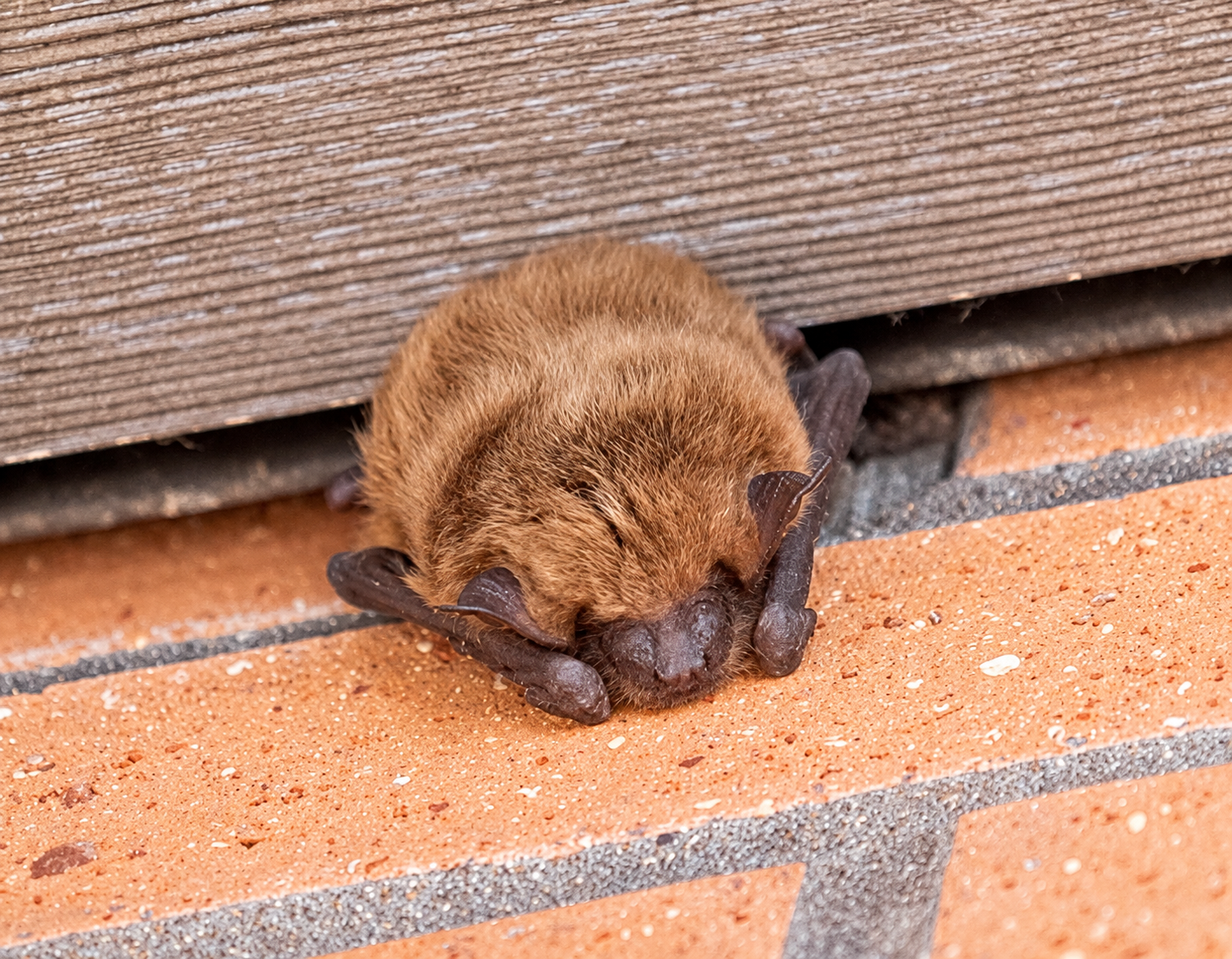 Rabid bat found near Duck Lake prompts warning as fall bat season begins