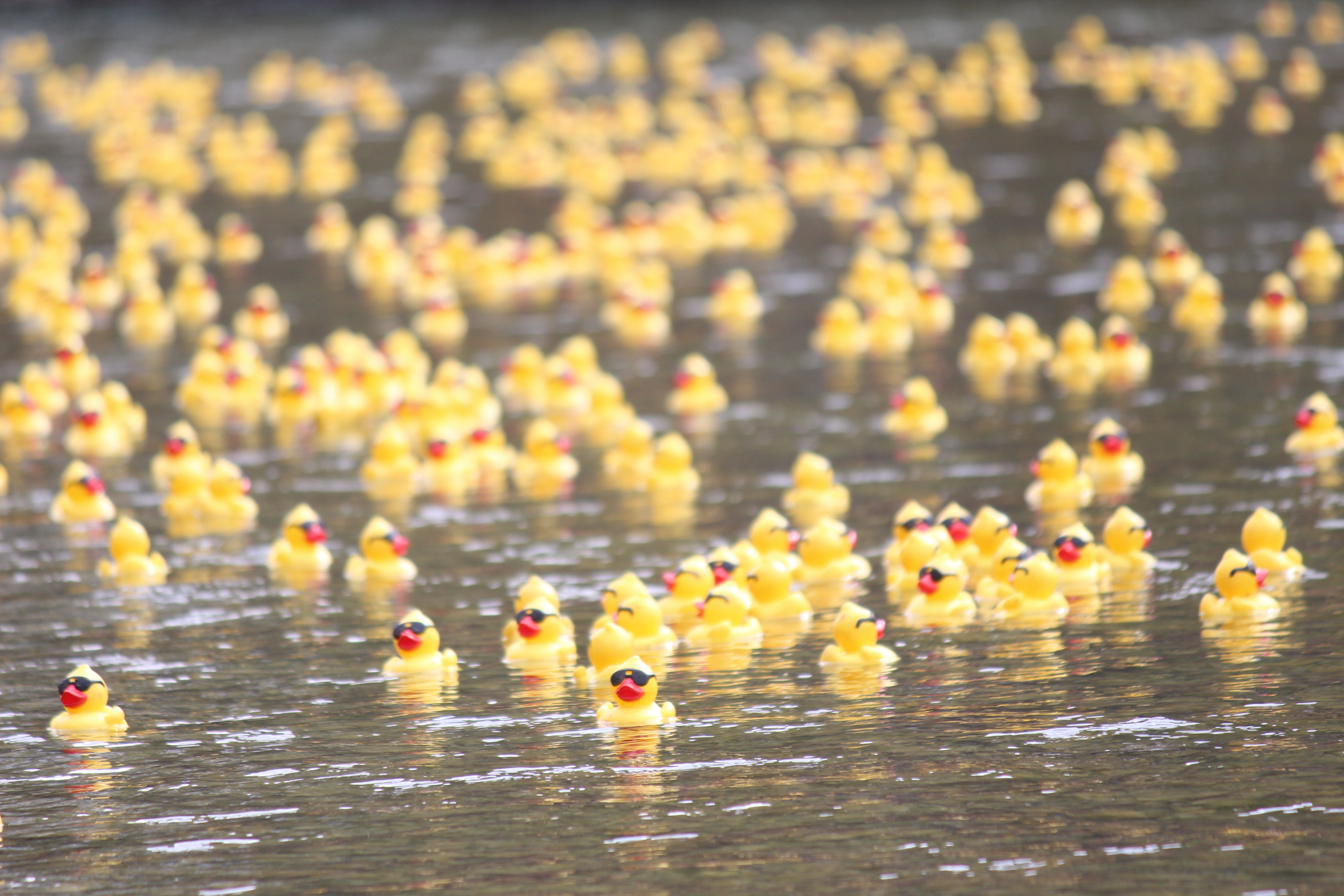 Gallery: Rubber ducks take over Sheep River for annual Okotoks race
