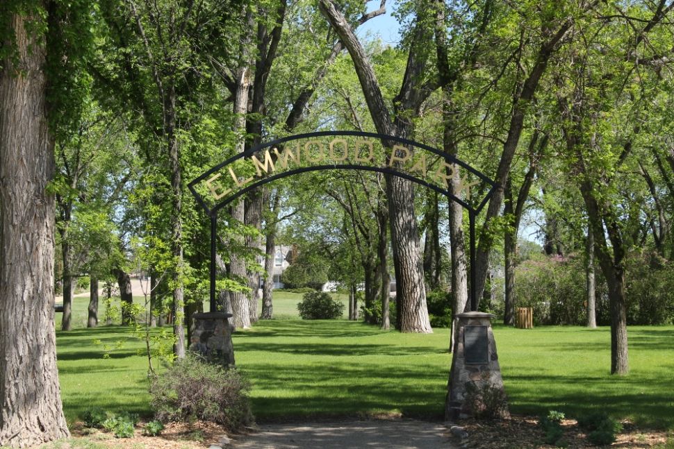 Elm tree pruning ban lifted across Saskatchewan