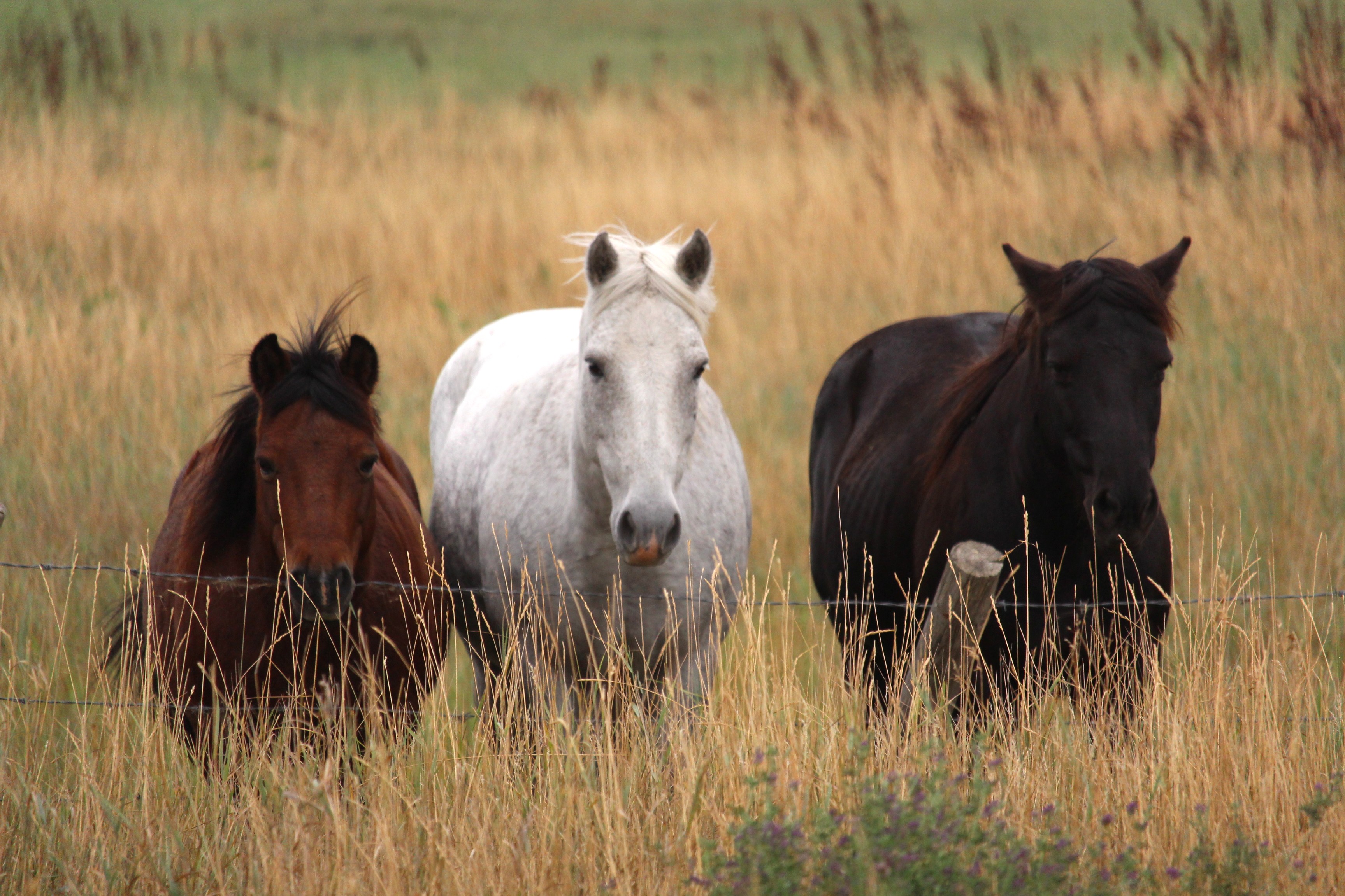 Southwest History: Rounding up the southwest's last wild horses ...