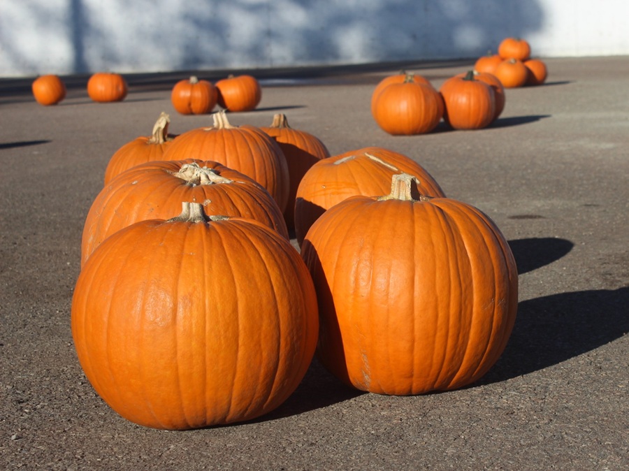 Langdon Pumpkin Patch returns with fall fun and food-bank support ...