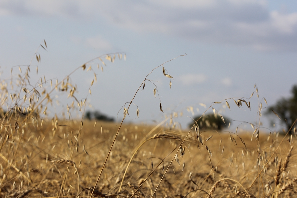 How to Collect and Test Herbicide Resistant Weeds