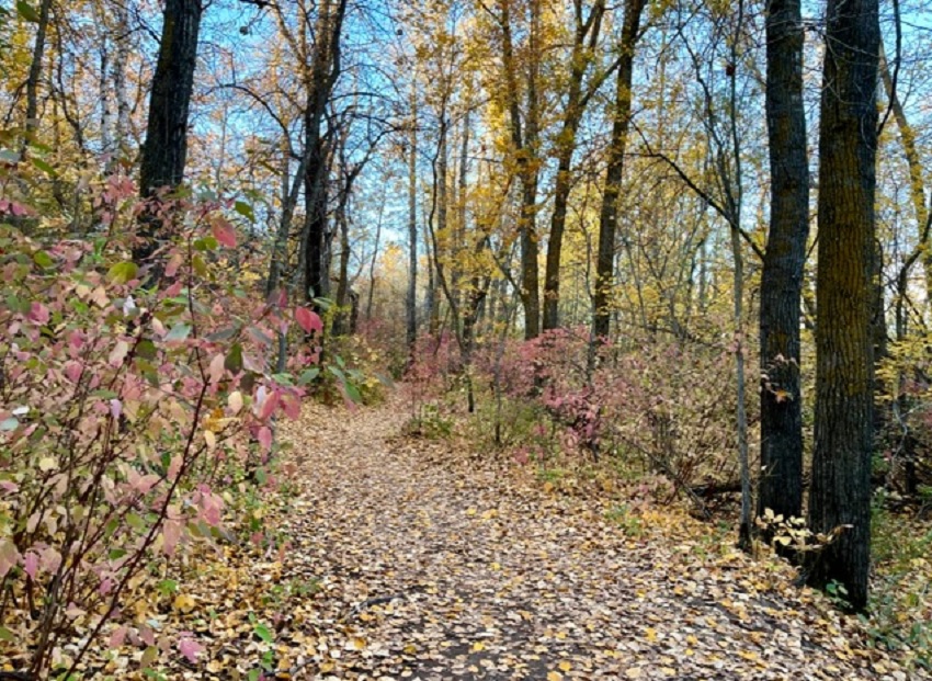 2026 Weather Network Fall Forecast says fall will be pleasant and extended