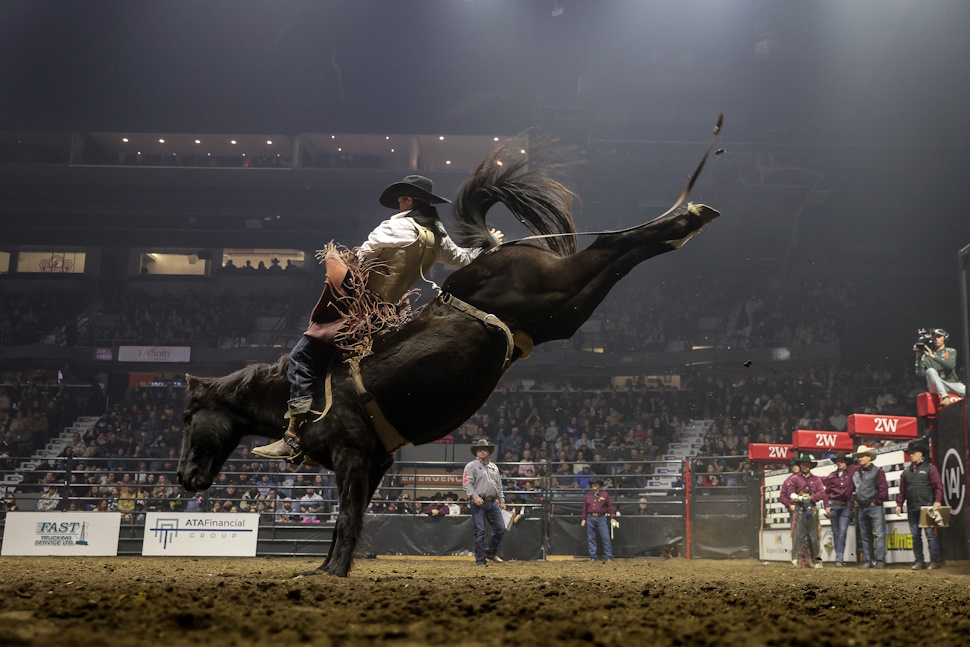 Rodeo, Highland cattle and new attractions highlight Agribition's 55th anniversary