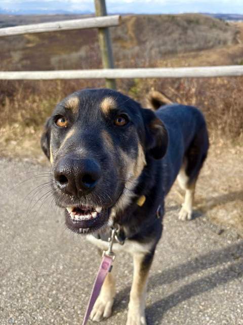 Adorable Adoptables: Dory is ready to dive into her forever home ...