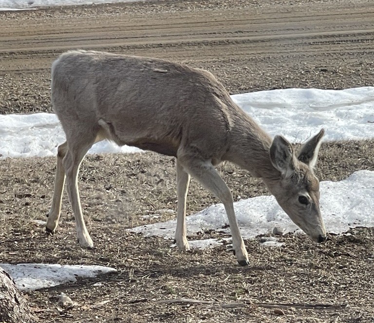 Saskatchewan returns to previous CWD testing rules for hunters ...
