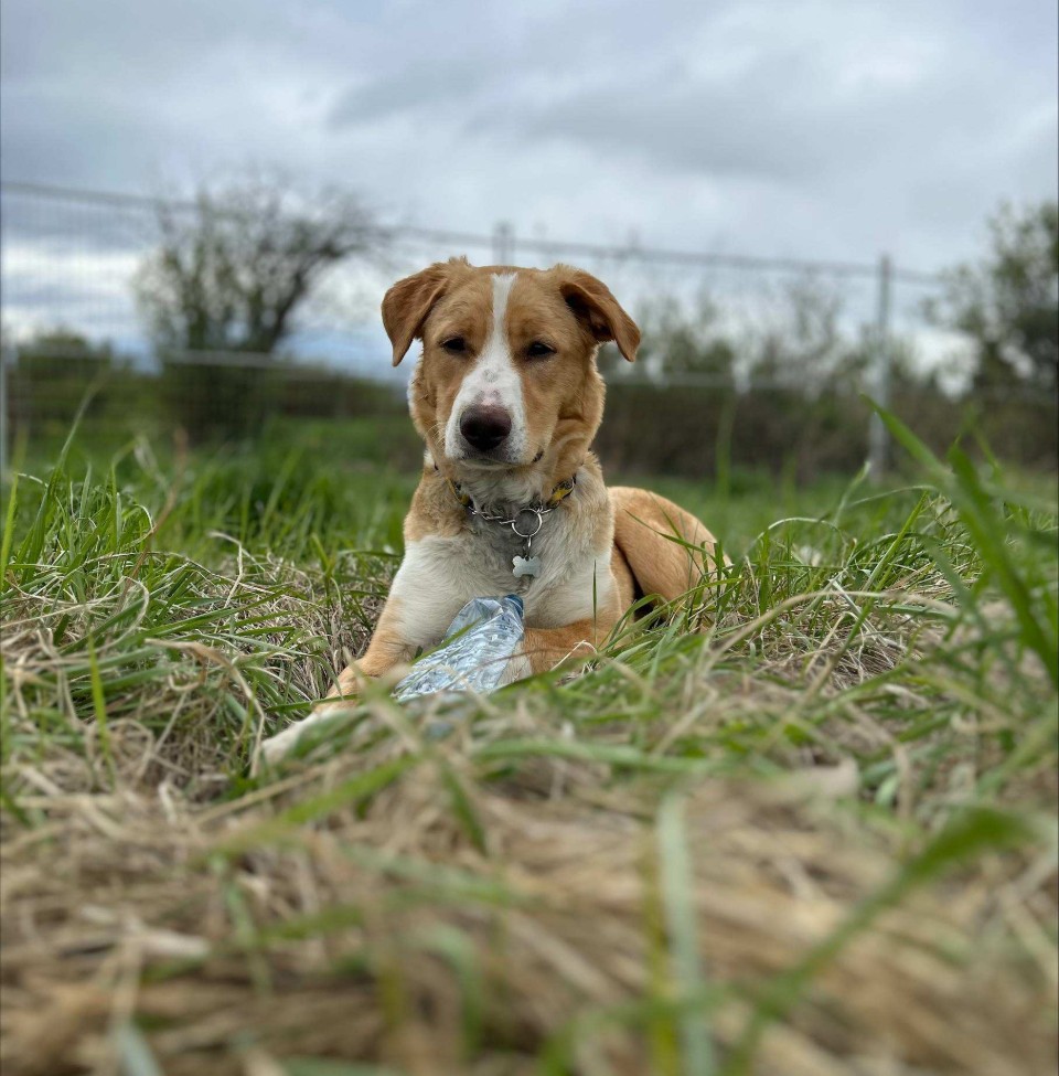 Adorable Adoptables: Sweet, playful Peaches is ready to shine with you ...