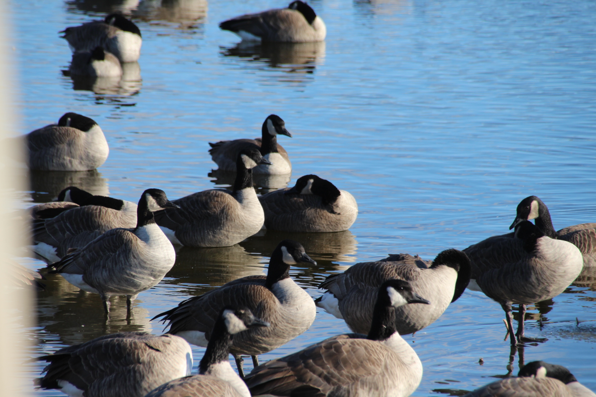 Federal funding to support Saskatchewan bird monitoring ...